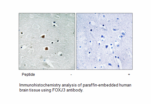 Product image for FOXJ3 Antibody