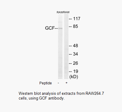 Product image for GCF Antibody