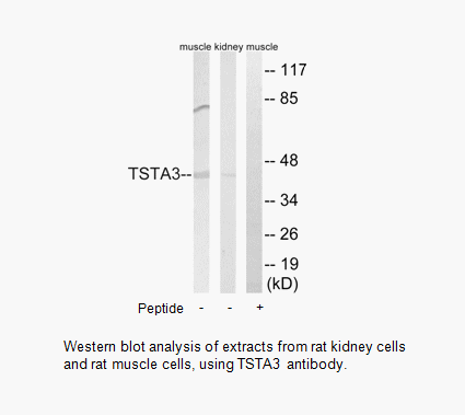 Product image for TSTA3 Antibody