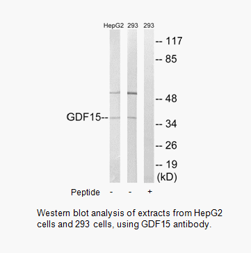 Product image for GDF15 Antibody