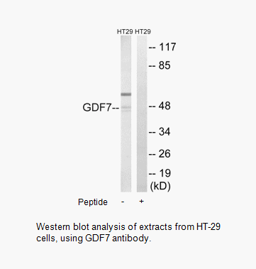 Product image for GDF7 Antibody