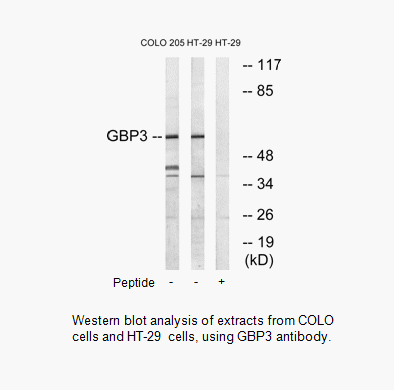 Product image for GBP3 Antibody