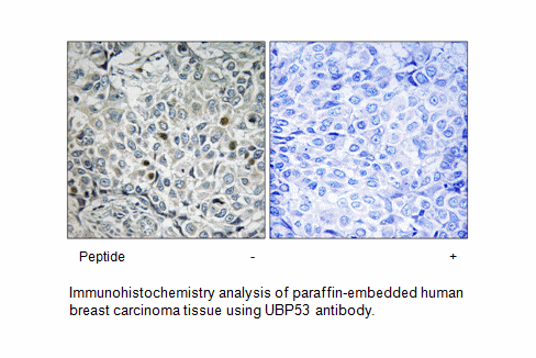 Product image for USP53 Antibody