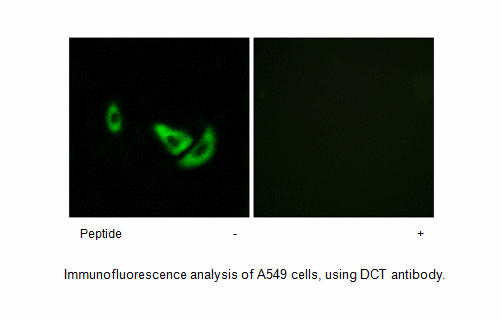 Product image for DCT Antibody