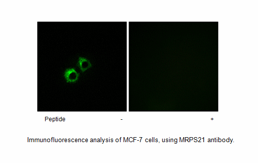 Product image for MRPS21 Antibody