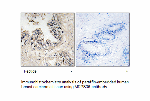 Product image for MRPS36 Antibody