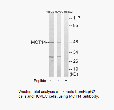 Product image for MOT14 Antibody