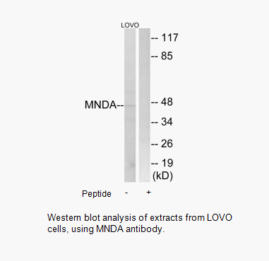 Product image for MNDA Antibody