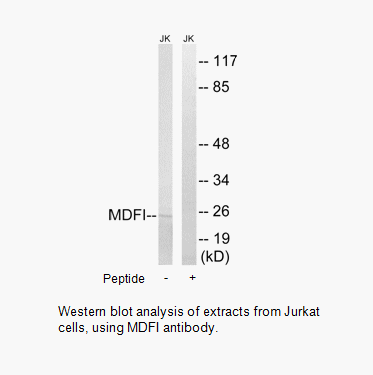 Product image for MDFI Antibody