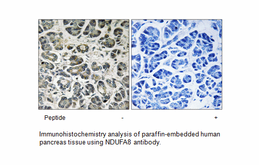 Product image for NDUFA8 Antibody