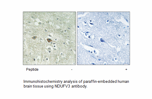 Product image for NDUFV3 Antibody