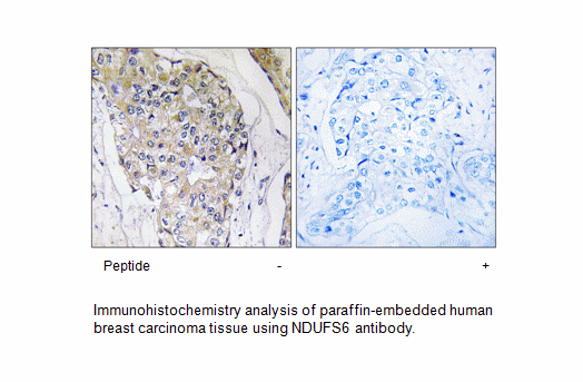 Product image for NDUFS6 Antibody