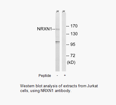 Product image for NRXN1 Antibody