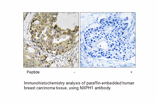 Product image for NXPH1 Antibody