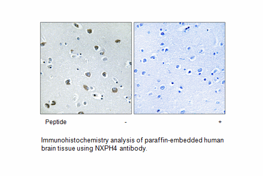 Product image for NXPH4 Antibody