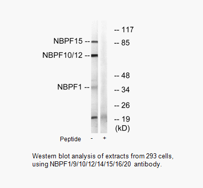 Product image for NBPF1/9/10/12/14/15/16/20 Antibody