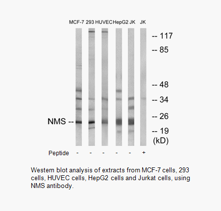 Product image for NMS Antibody