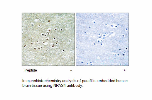 Product image for NPAS4 Antibody