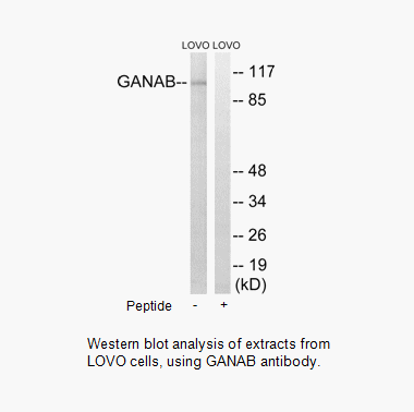 Product image for GANAB Antibody