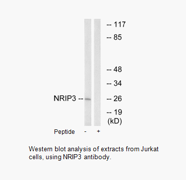 Product image for NRIP3 Antibody