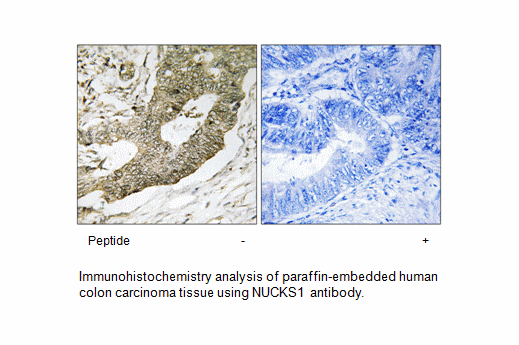 Product image for NUCKS1 Antibody