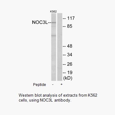 Product image for NOC3L Antibody