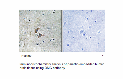 Product image for OMG Antibody