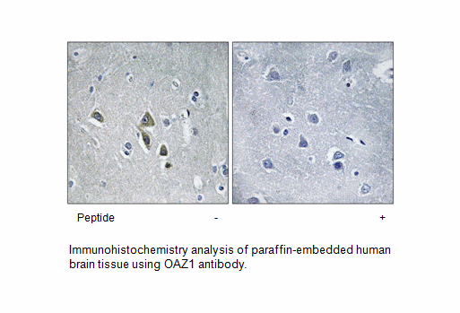 Product image for OAZ1 Antibody