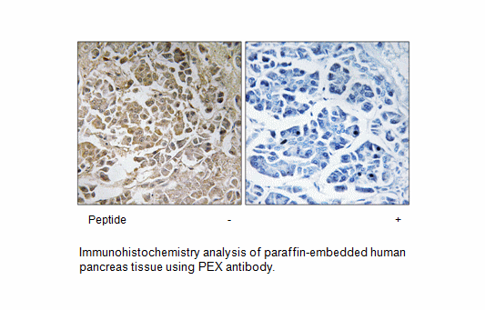 Product image for PEX11C Antibody