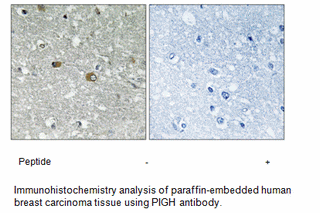 Product image for PIGH Antibody