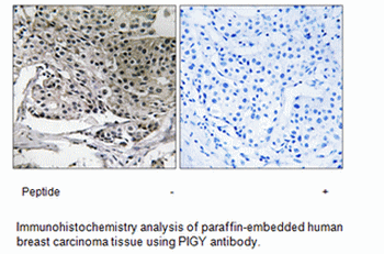 Product image for PIGY Antibody