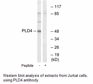 Product image for PLD4 Antibody