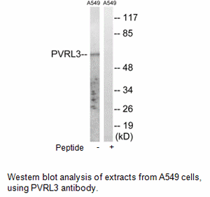 Product image for PVRL3 Antibody