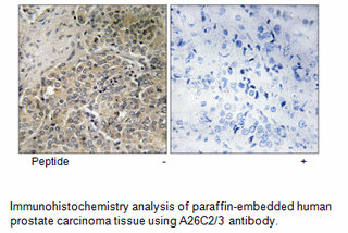 Product image for A26C2/3 Antibody