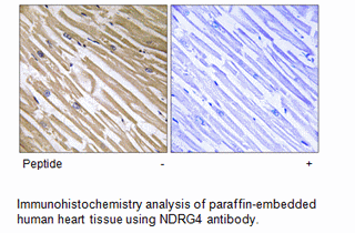 Product image for NDRG4 Antibody