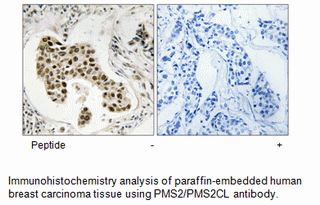 Product image for PMS2/PMS2CL Antibody