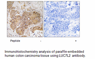 Product image for LUC7L2 Antibody