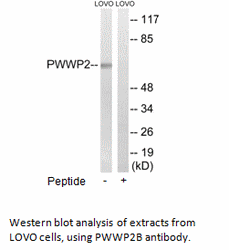 Product image for PWWP2B Antibody