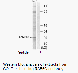 Product image for RAB6C Antibody