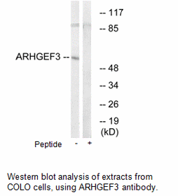 Product image for ARHGEF3 Antibody