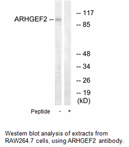 Product image for ARHGEF2 Antibody