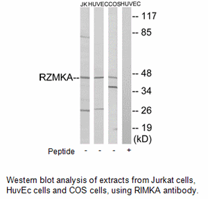 Product image for RIMKA Antibody