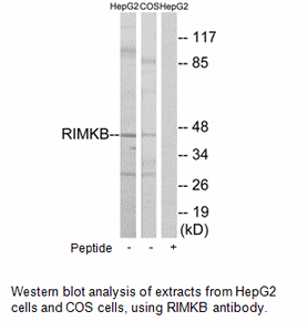 Product image for RIMKB Antibody