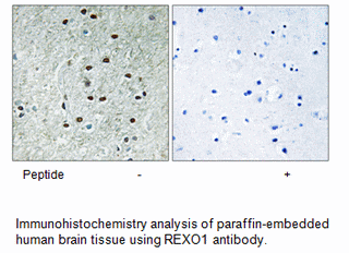 Product image for REXO1 Antibody