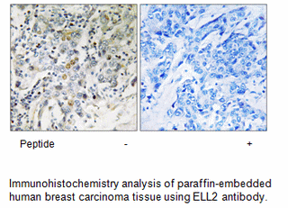 Product image for ELL2 Antibody