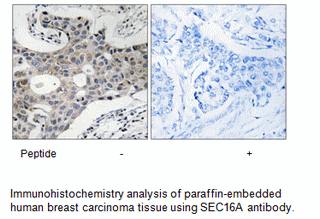 Product image for SEC16A Antibody