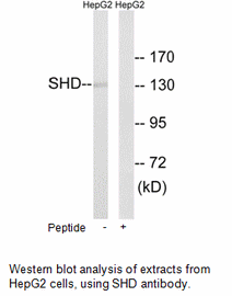 Product image for SHD Antibody