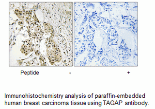 Product image for TAGAP Antibody