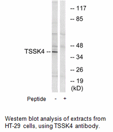 Product image for TSSK4 Antibody