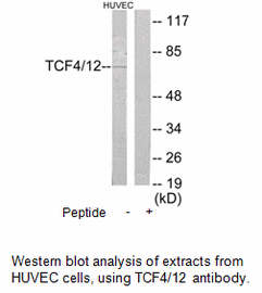 Product image for TCF4/12 Antibody